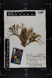 Codium isthmocladum subsp. clavatum image